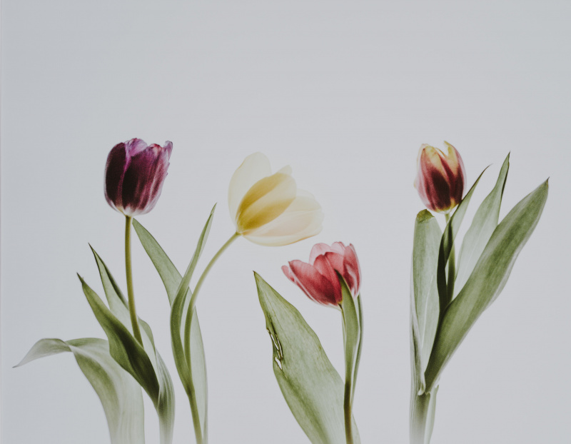 Tulips - the way to bring color and joy in the darkest time