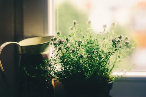How Plants Benefit Health