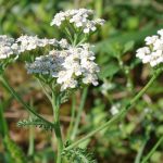 How to use Yarrow as useful a first aid remedy