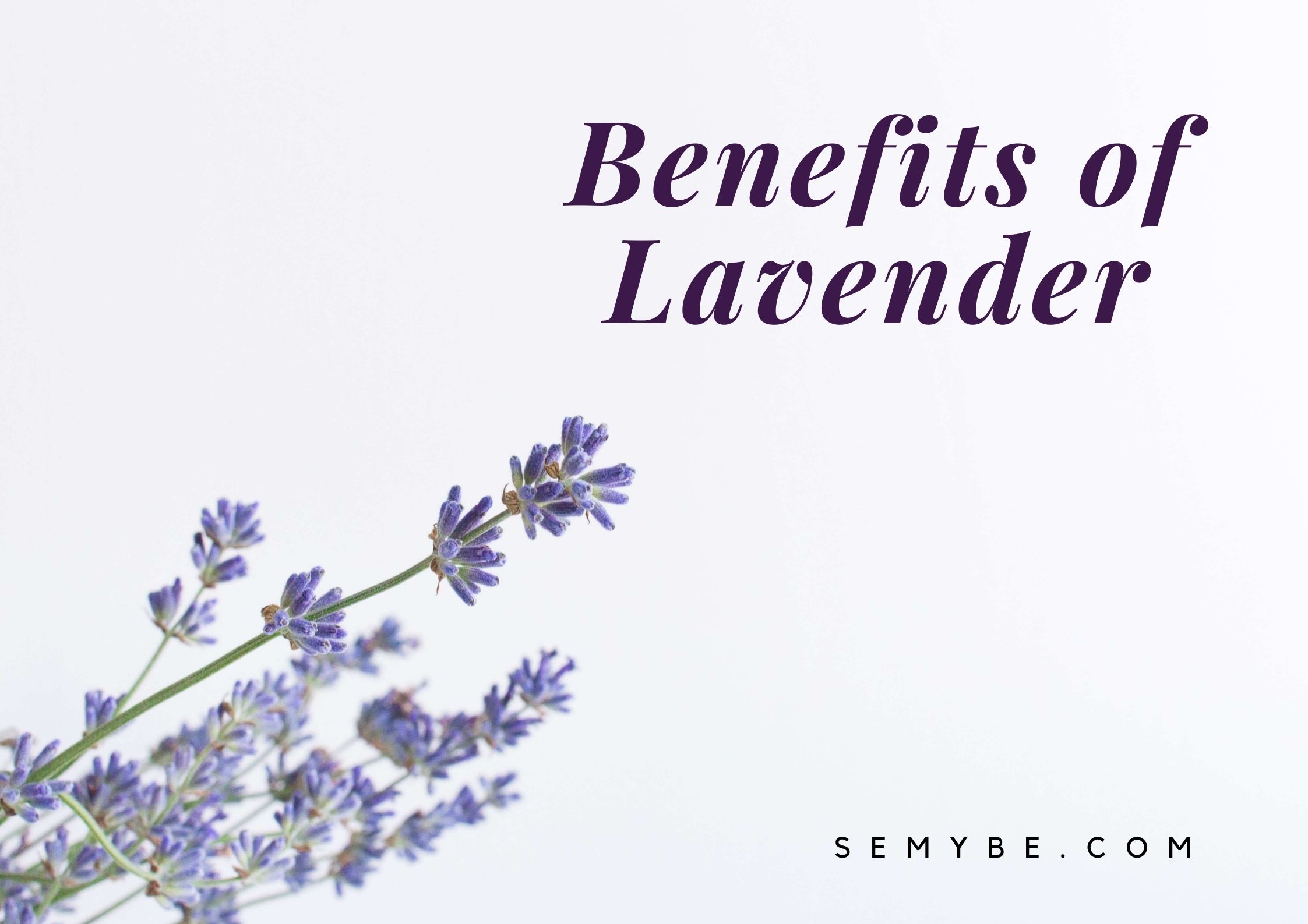 overview-all-the-uses-for-lavender-the-beauty-of-nature