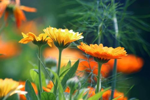Benefits, Uses & History of Calendula officinalis Flowers