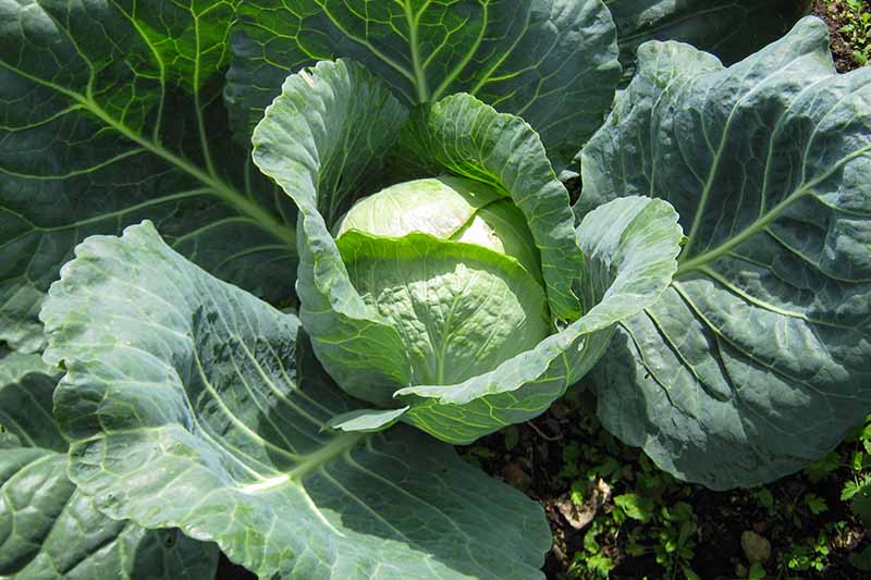 Benefits Of Brassica Oleracea The beauty of nature
