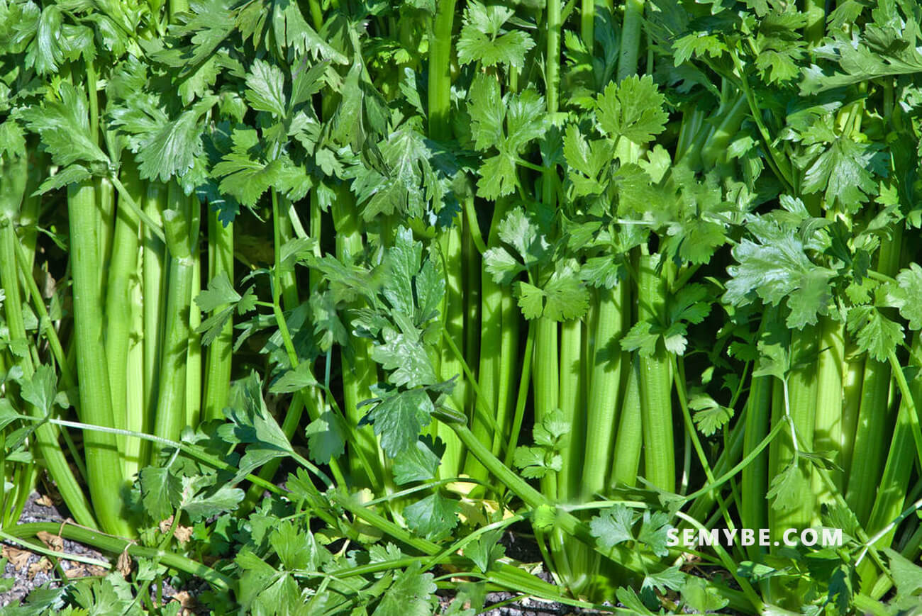 4 Drinks To Prevent Kidney Stones The beauty of nature
