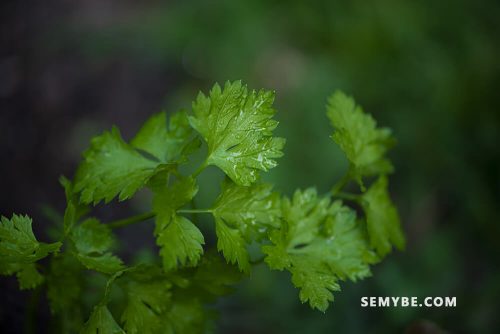 5 Incredible Benefits You'll Get From Parsley
