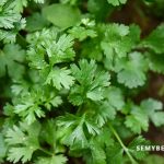 5 Incredible Benefits You'll Get From Parsley