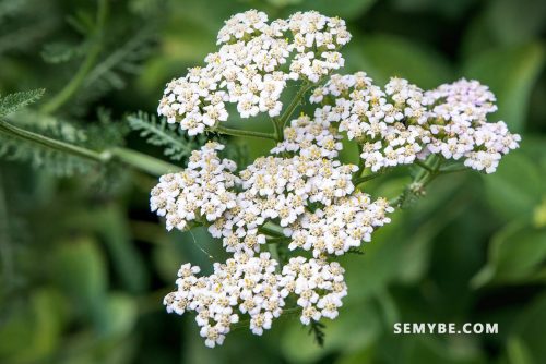 Achillea Millefolium