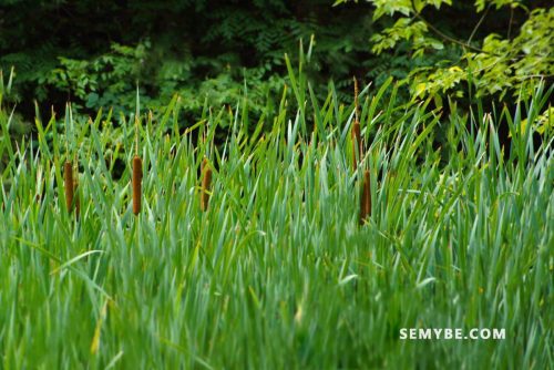 Acorus Calamus