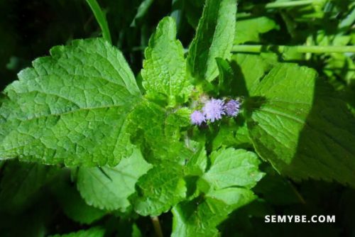 Ageratum Conyzoids