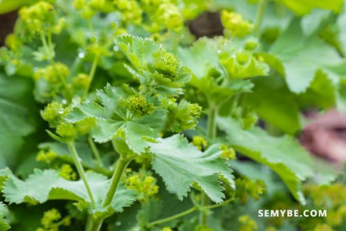 Alchemilla Vulgaris