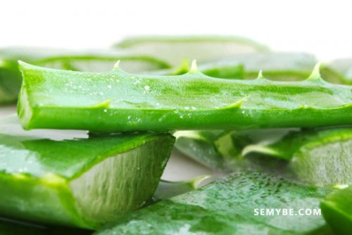 Aloe Vulgaris