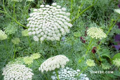 Ammi Visnaga