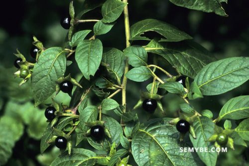 Atropa Belladonna (Tollkirsche)