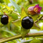 Atropa Belladonna (Tollkirsche)