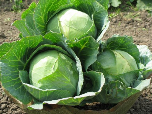 Benefits Of  Cabbage Brassica Oleracea