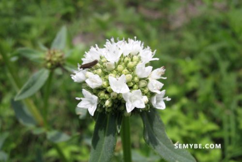 Borreria Verticillata