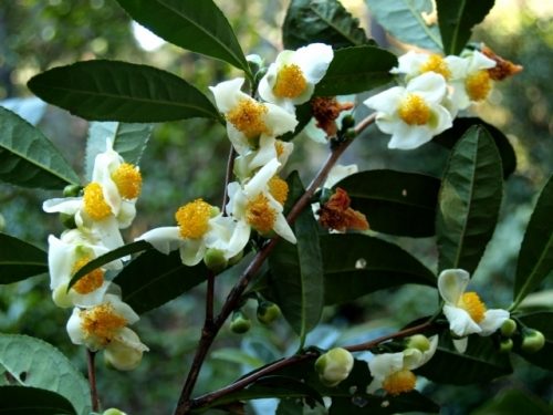 Health Benefits of Camellia Sinensis