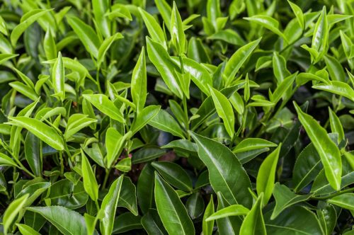 Health Benefits of Camellia Sinensis