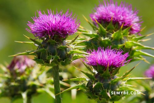 Carduus Marianus