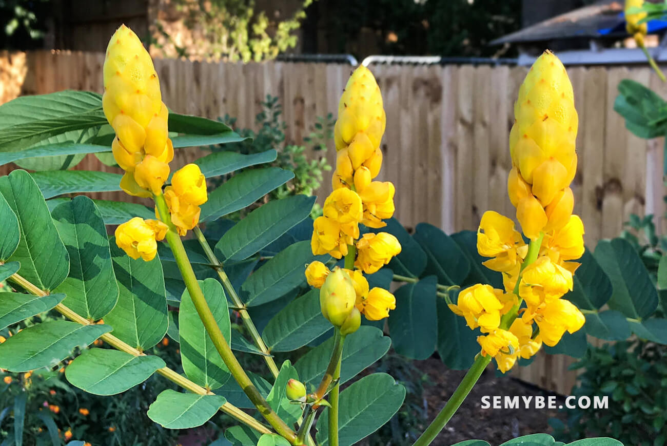 Cassia Alata - The beauty of nature