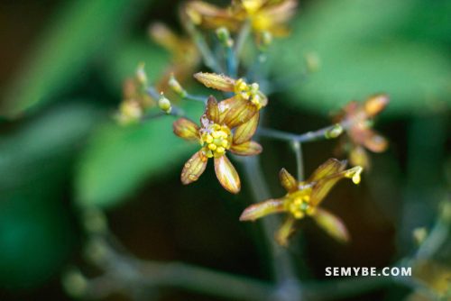 Caulophyllum Thalictroides - Blue Cohosh