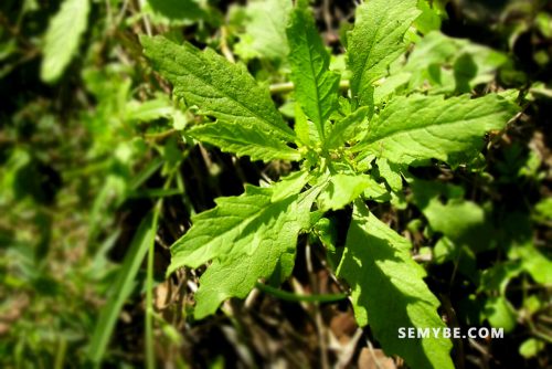 Chenopodium Ambrosioides