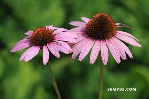 Echinacea Spp Echinacea Purpurea