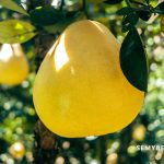 Here Are The Main Benefits Of Grapefruit For Health-1