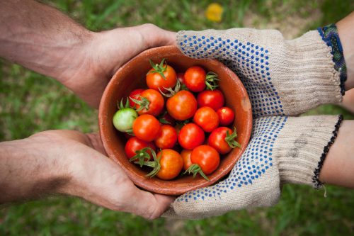 Reasons You Should Be Eating Tomatoes Every Day