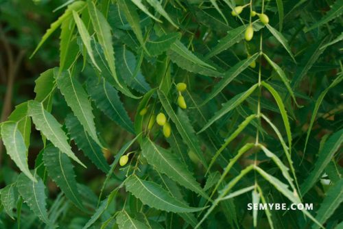 Home Remedies To Cure Ringworm