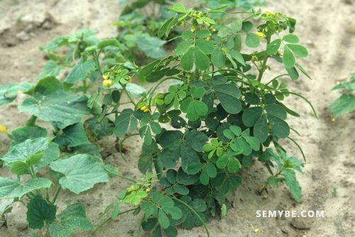 Cassia Occidentalis