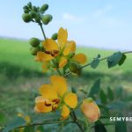 Cassia occidentalis
