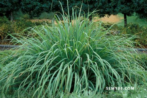 Cymbopogon Citratus