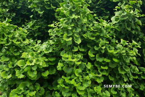 Ginkgo Biloba