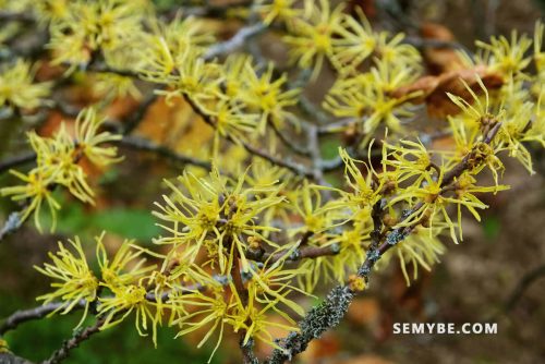 Hamamelis Virginiana
