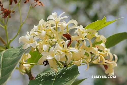 Holarrhena Floribunda
