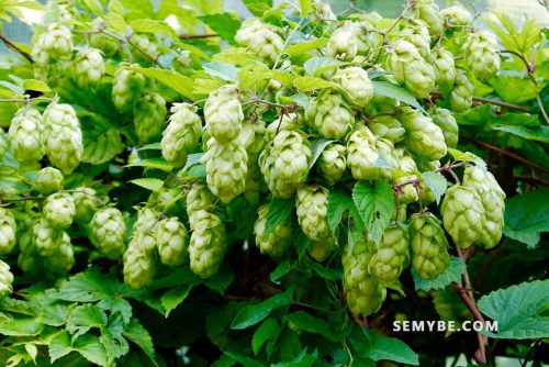 Humulus Lupulus