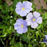 Linum Usitatissimum