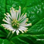 Malpighia Glabra