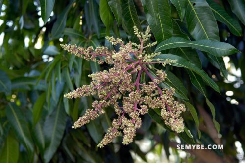 Mangifera Indica