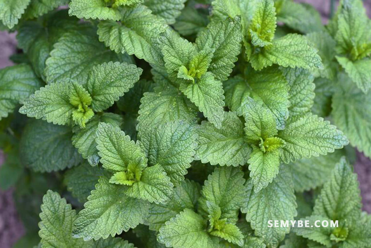 Melissa Officinalis