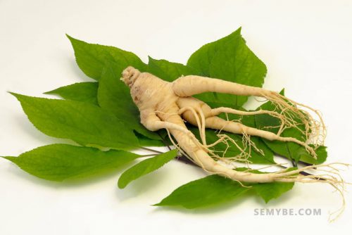 Panax Ginseng