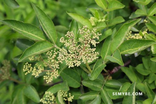 Sambucus Nigra