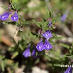 Scutellaria Lateriflora