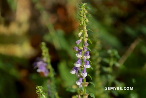 Scutellaria Lateriflora