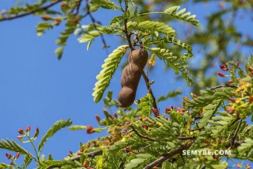 Tamarindus Indica