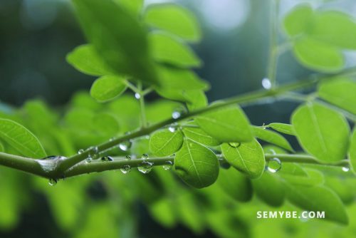 The 10 Benefits Of Moringa To Know