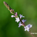Valeriana Officinalis