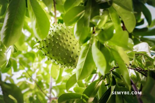What Are The Benefits Of Soursop