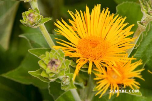 Inula Helenium
