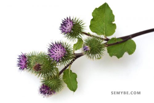 Arctium Lappa